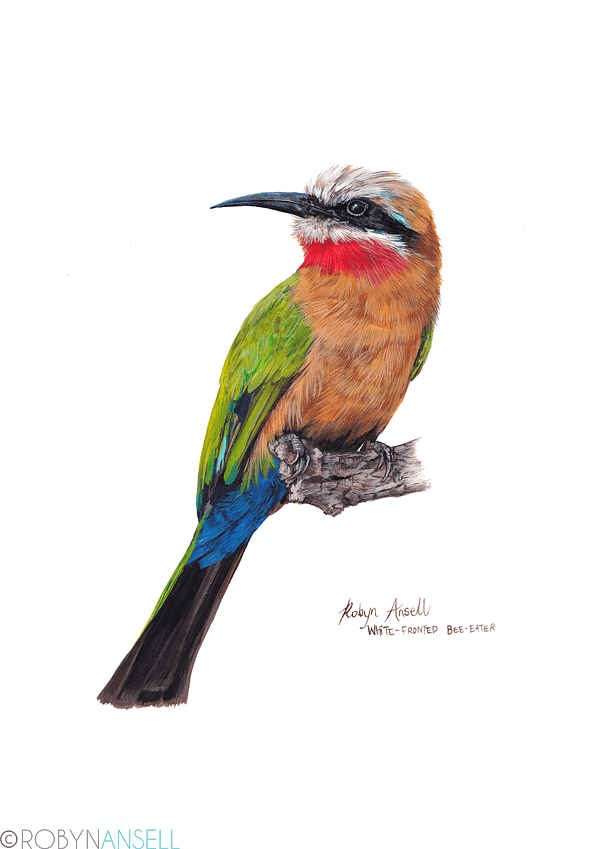 Bee Eaters fine art print high quality